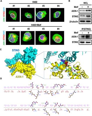 Metformin Combining PD-1 Inhibitor Enhanced Anti-Tumor Efficacy in STK11 Mutant Lung Cancer Through AXIN-1-Dependent Inhibition of STING Ubiquitination